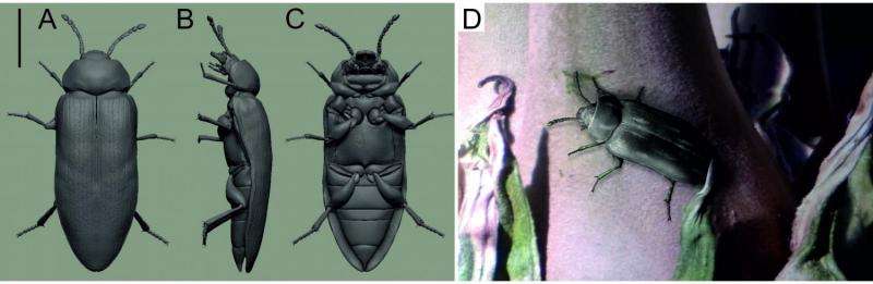 The oldest ‘Bad Boy’ in the world: 300 million-year-old ‘modern’ beetle from Australia reconstructed