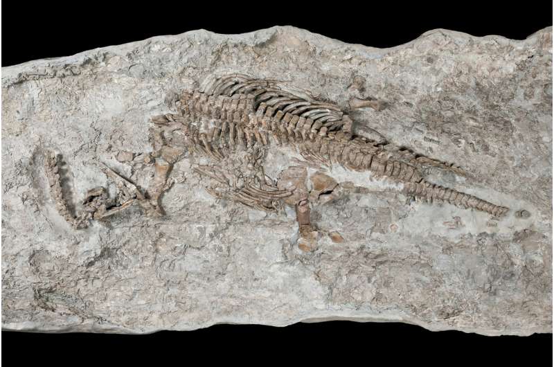 The oldest plesiosaur was a strong swimmer