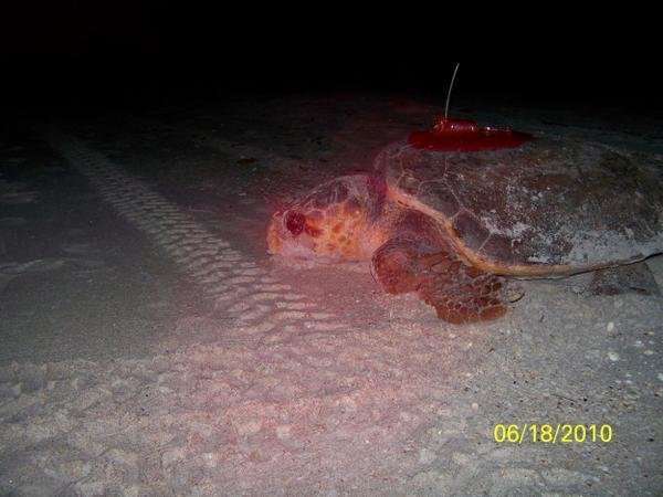 The sea turtle that refused to be beaten by the storm