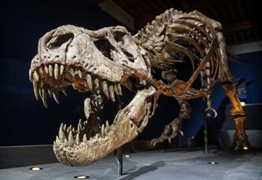 The skeleton of a T rex named Trix is installed in a room of the Naturalis Museum of Leiden, Netherlands on September 9, 2016, d