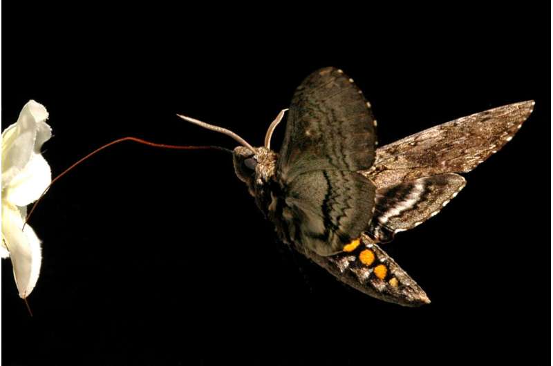 The value of nutrition and exercise, according to a moth