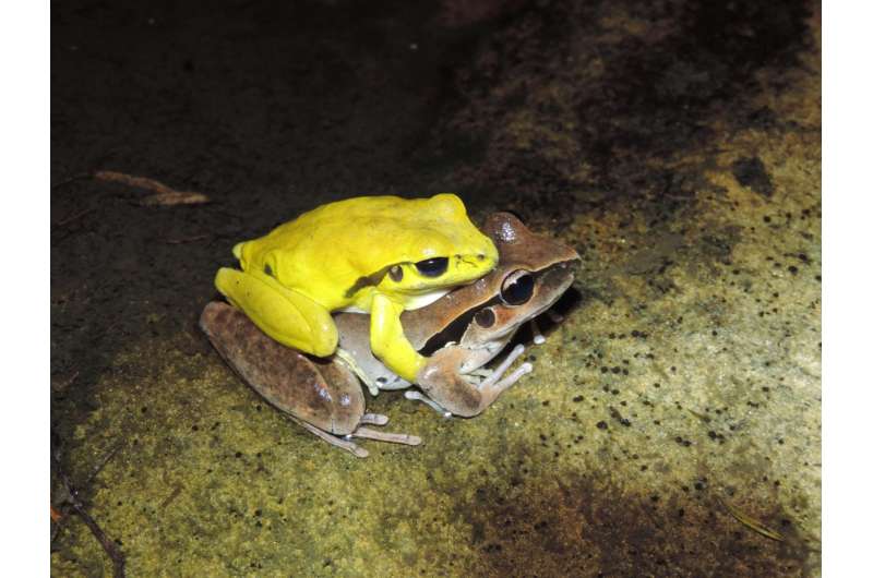 This dance is taken: Hundreds of male frog species change colors around mating time