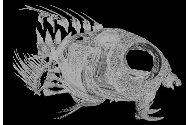 This timid little fish escapes predators by injecting them with opioid-laced venom