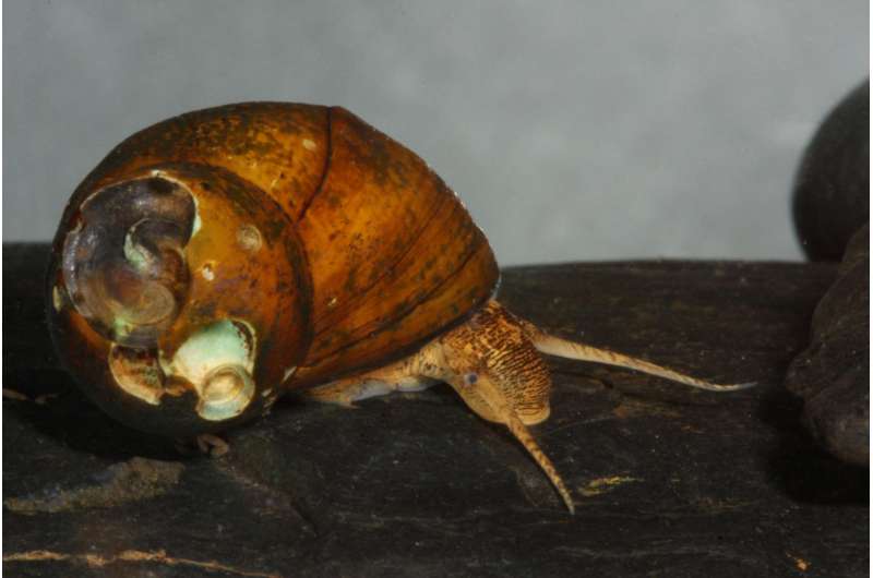 Threatened Alabama snail renamed after a case of mistaken identity