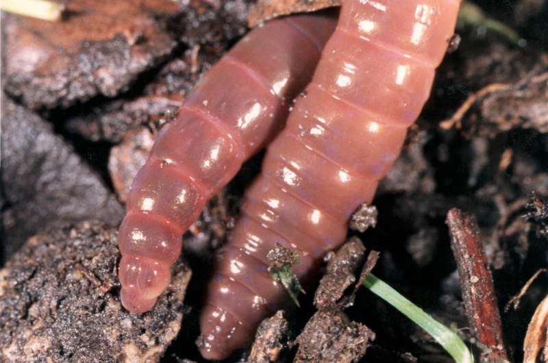 Tillage farming damaging earthworm populations, say scientists