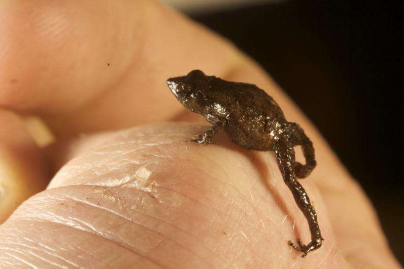 Tiny frogs face a troubled future in New Guinea's tropical mountains
