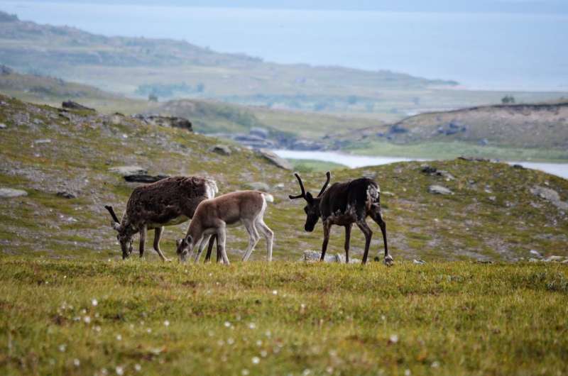 Traces of historical reindeer grazing can still be observed after 100 years