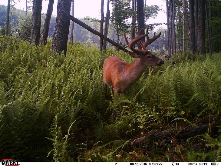 Trail cams used to monitor predators of deer fawns