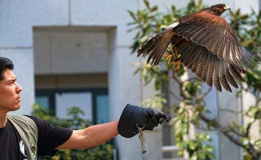 Trained hawks scare off smaller birds, draw stares in LA