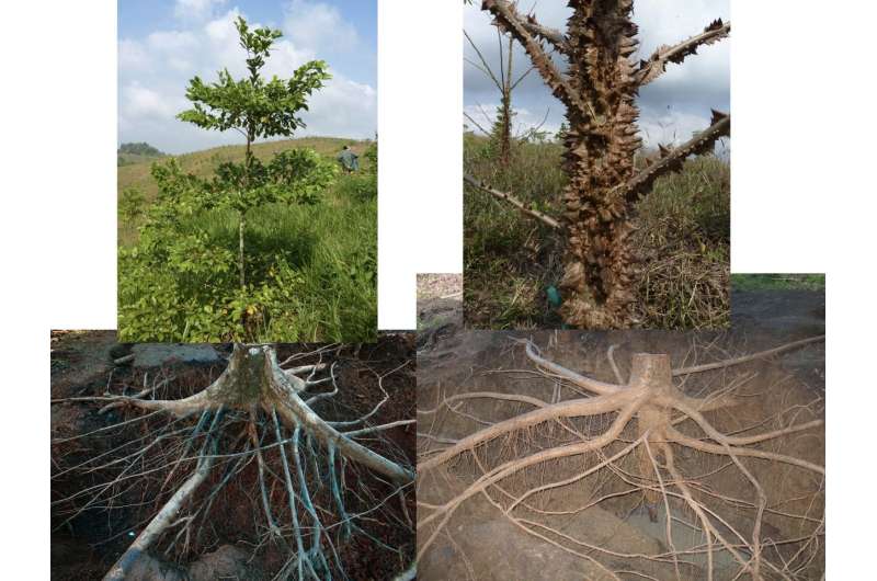 Tropical tree roots represent an underappreciated carbon pool