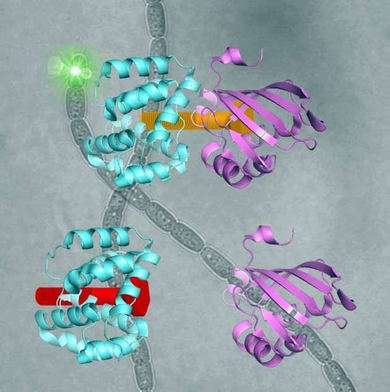 Turning the evolutionary clock back on a light-sensitive protein