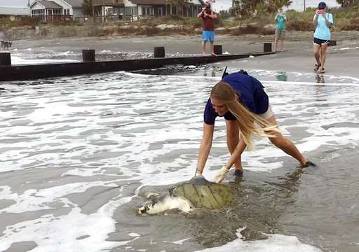 Turtle that swallowed fishing line released in ocean