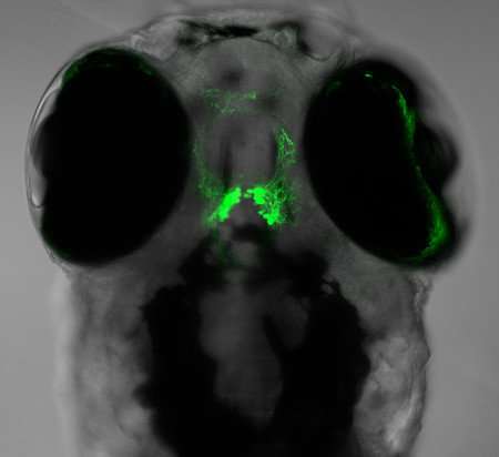 Two neuropeptides in zebrafish provide clues to the complex neural mechanisms underlying sleep