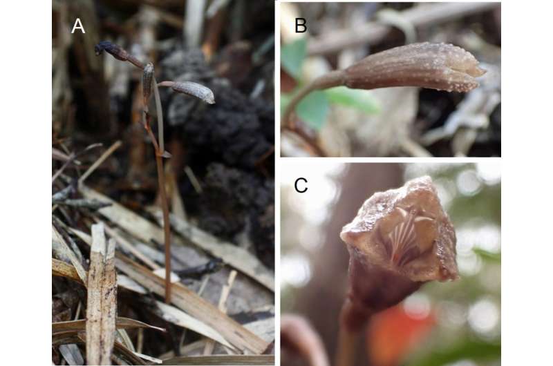 Two new species of orchids discovered in Okinawa