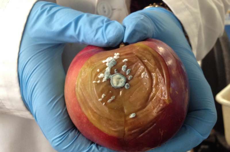 UBC research discovers a chemical-free way to keep apples fresher longer