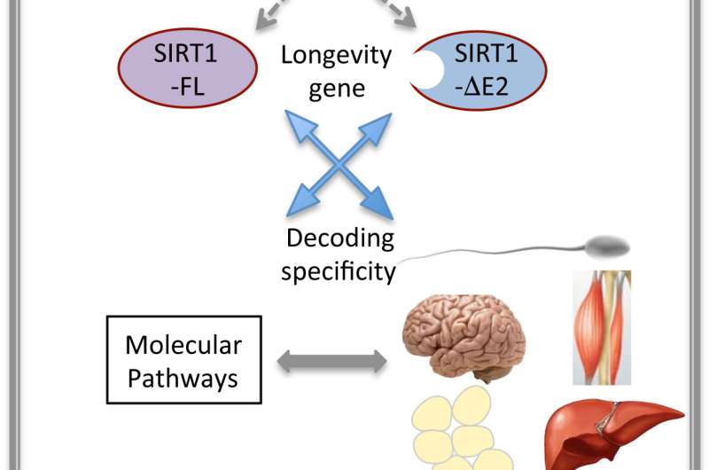 Unraveling the functional diversity of longevity gene SIRT1