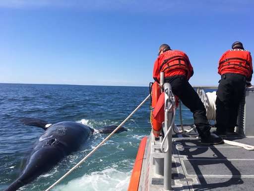 US, Canada to investigate deaths of endangered whales