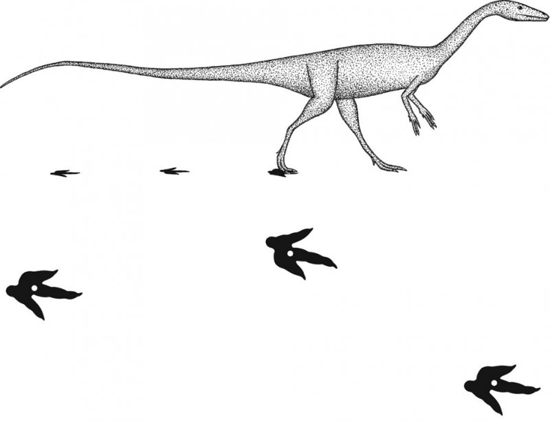 Using step width to compare locomotor biomechanics between dinosaurs and modern bipeds