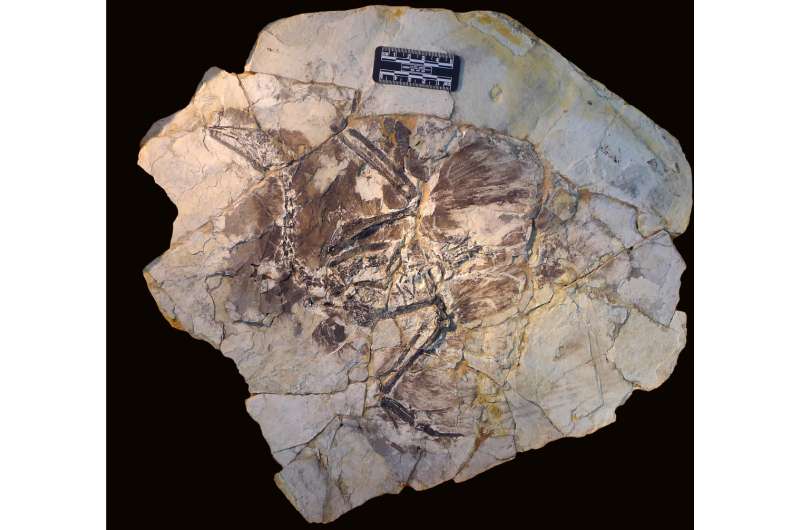 UT Austin study raises question: Why are fossilized hairs so rare?