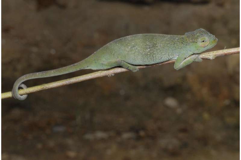 UTEP doctoral student discovers 3 chameleon species