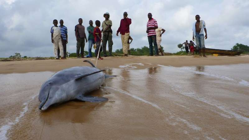 West African dolphin now listed as one of Africa's rarest mammals
