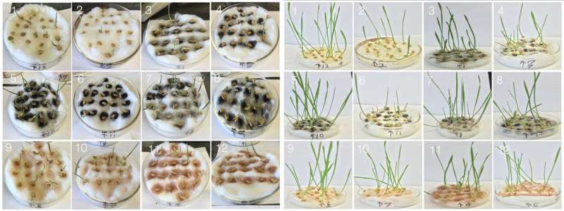 Wheat gets boost from purified nanotubes