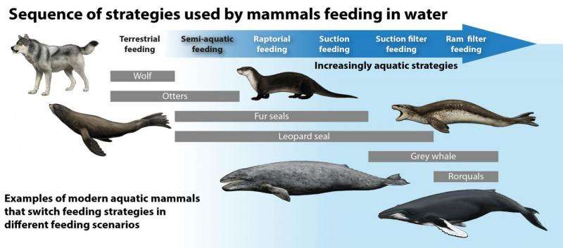When mammals took to water they needed a few tricks to eat their underwater prey