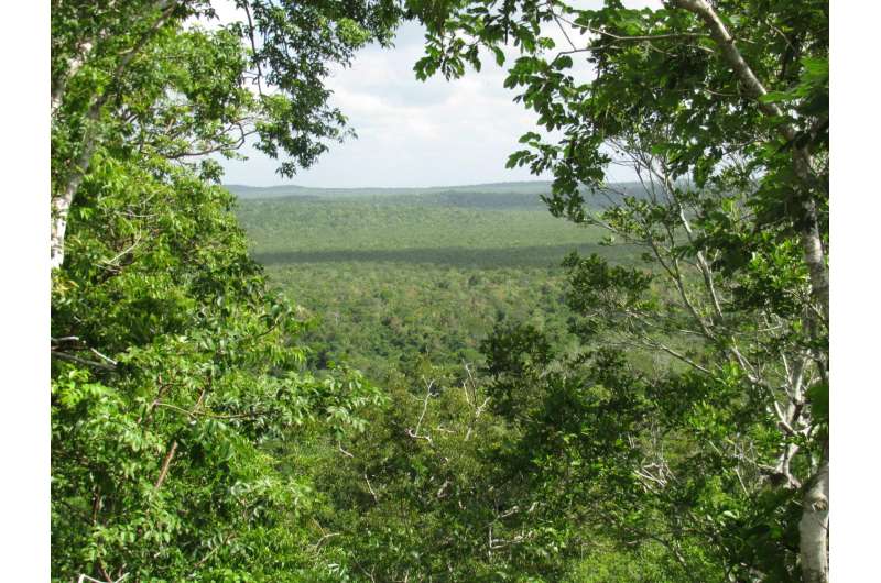 When residents take charge of their rainforests, fewer trees die