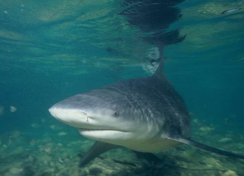 Why do shark bites seem to be more deadly in Australia than elsewhere?