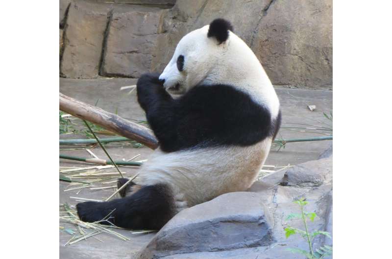 Why pandas are black and white