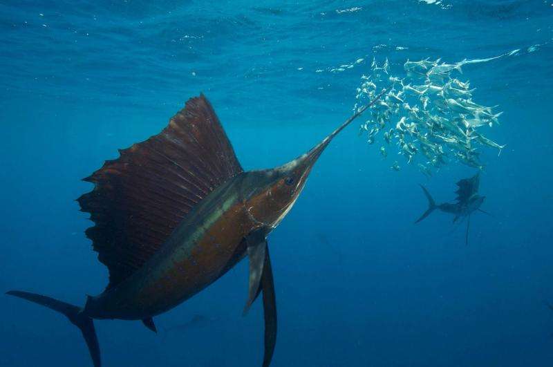Why sailfish hunt more successfully as a group