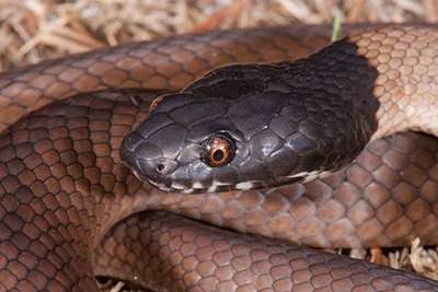 Why tiger snakes are on a winner