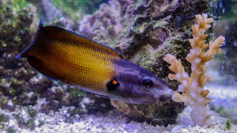 With specialized lips, these fish dine on razor-sharp, stinging corals