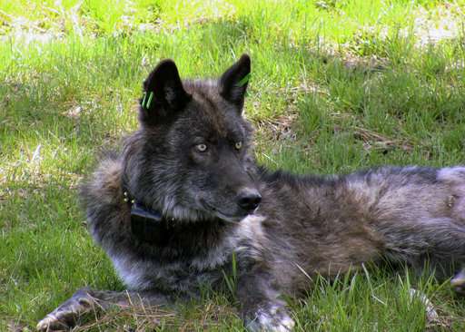 Wolves' return to Oregon brings conflict and opportunity