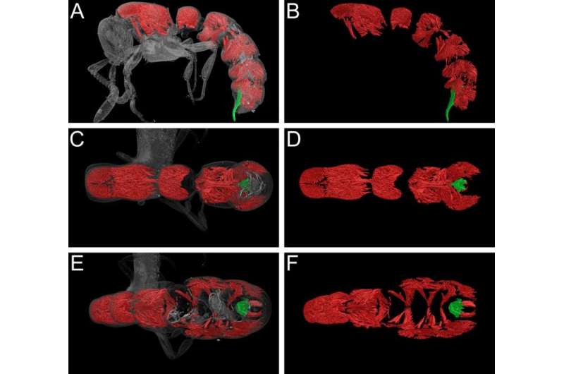 X-ray micro-CT enhanced revision of the ant genus Zasphinctus Wheeler