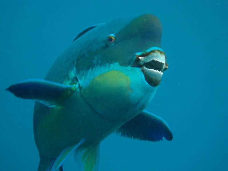 X-rays reveal the biting truth about parrotfish teeth