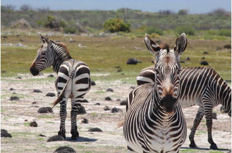 Zebra 'poo science' improves conservation efforts