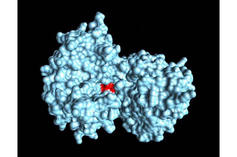 Zika virus protein mapped to speed search for cure