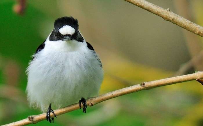 Climate change altered the natural selection – collared flycatcher's large forehead patch no longer a winner