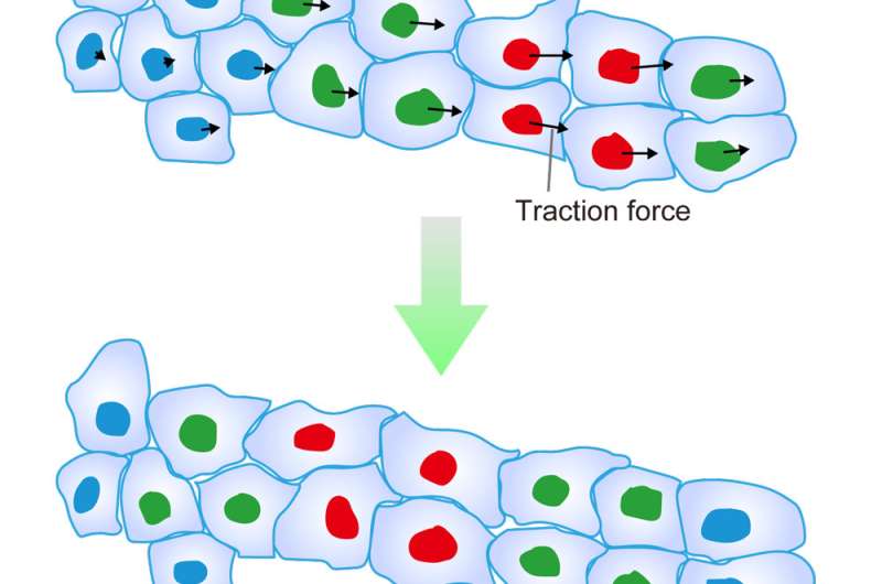Discovery of a mechanism for determining the direction of collective cell migration