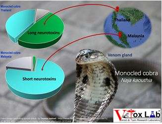 Exploring the toxin genes of monocled cobra through venom gland transcriptomics