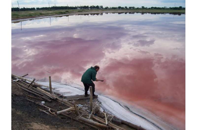 Newly discovered Siberian soda lake microorganisms convert organic material directly into methane