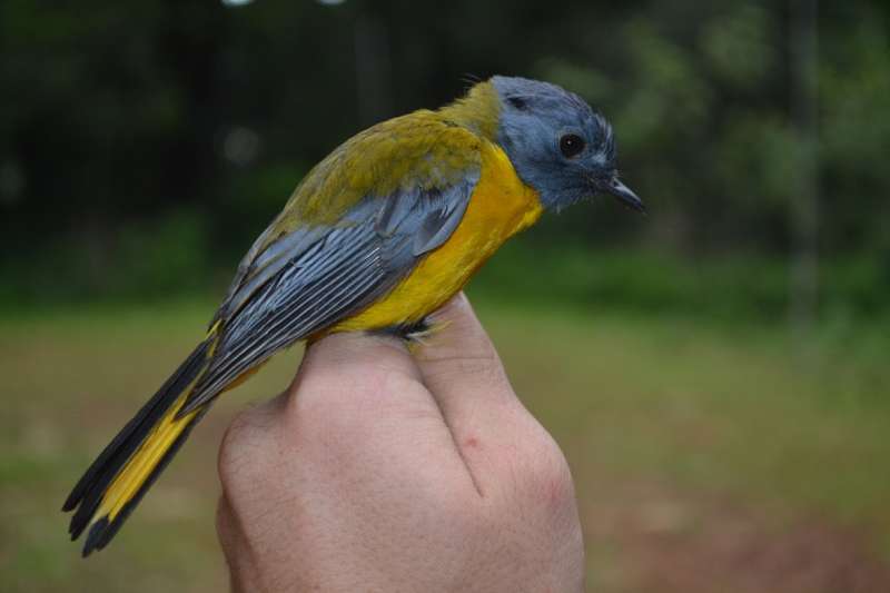 Researchers investigate decline in South Africa's forest-birds