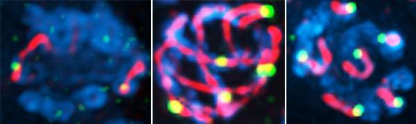 Researchers locate control center for DNA breaks during cell division