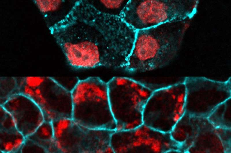 Scientists discover how epithelial cells maintain constant cell numbers