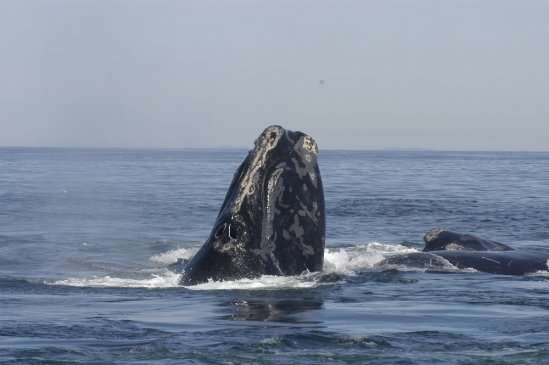 Study shows that right whales, already an endangered species, may face a dim future