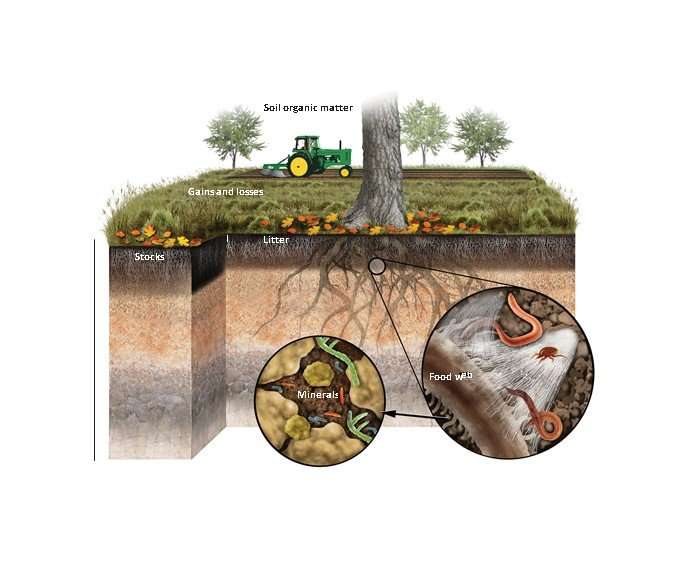 WSU researcher sees huge carbon sink in soil minerals