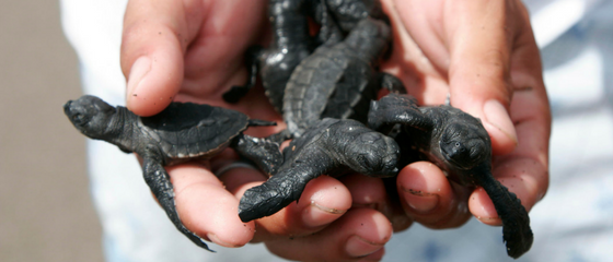 10,000 turtle hatchlings released back into the wild