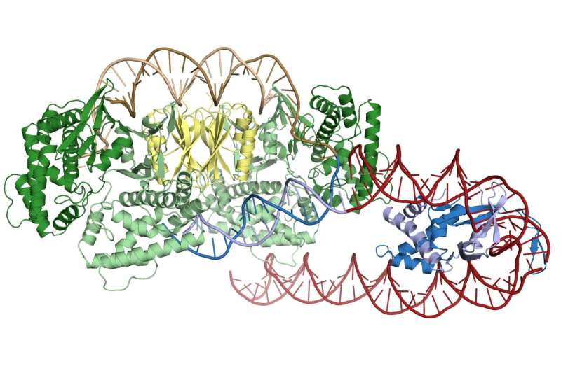 Researchers discover how CRISPR proteins find their target