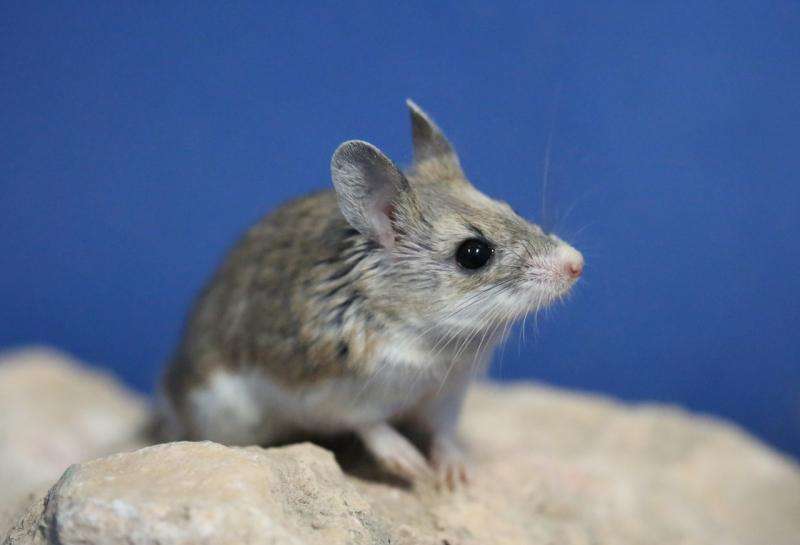 Researchers discover mice speak similarly to humans